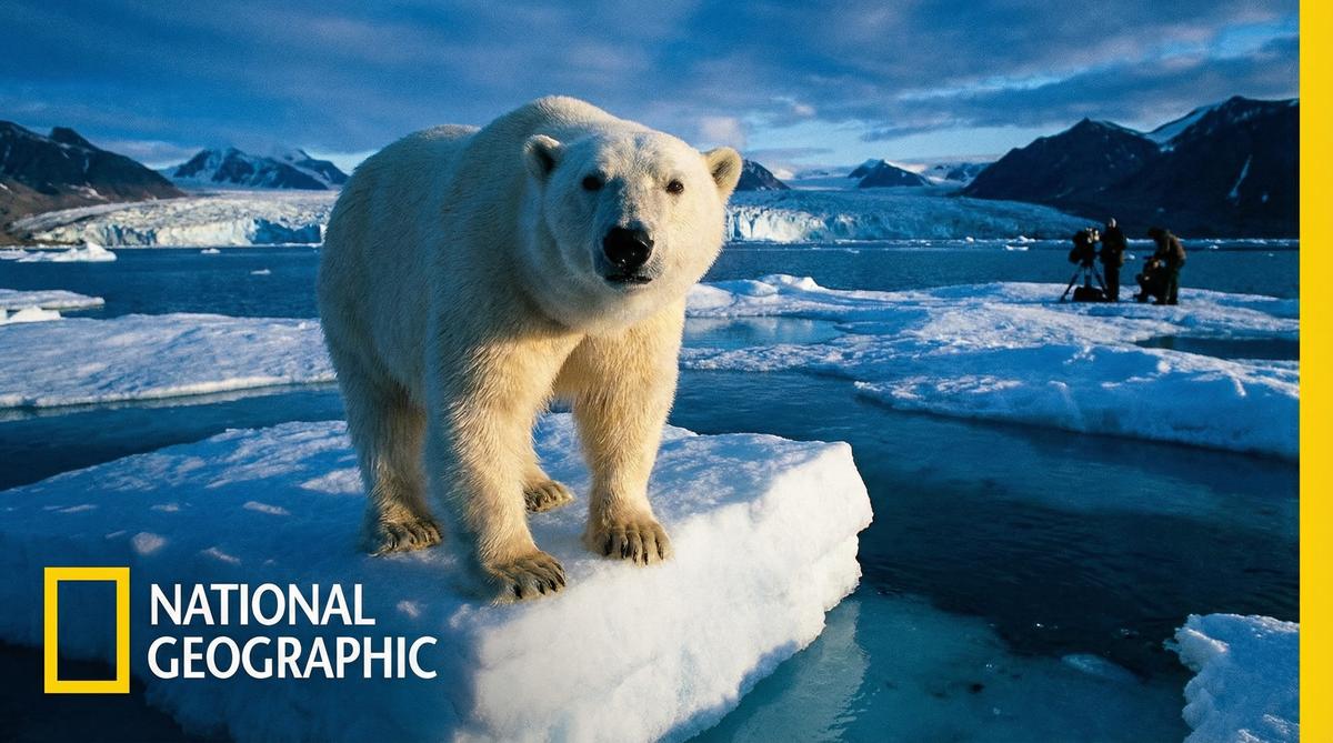 糖心北极熊视频